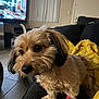 Chase is registered to the contest to win money with this photo: dog, pet, indoor, couch, blanket, living_room, bandage, fur, cute, small_dog, black_couch, yellow_blanket, tile_floor, domestic, companion, animal, cozy, home, curtains, television
