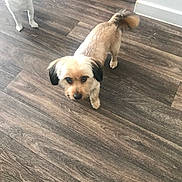 Chase joined the competition — help win amazing prizes! dog, indoor, floor, wooden_floor, pet, animal, curious, small_dog, brown, white, tail, ears, standing, looking, companion, domestic, cute, fur, alert, playful