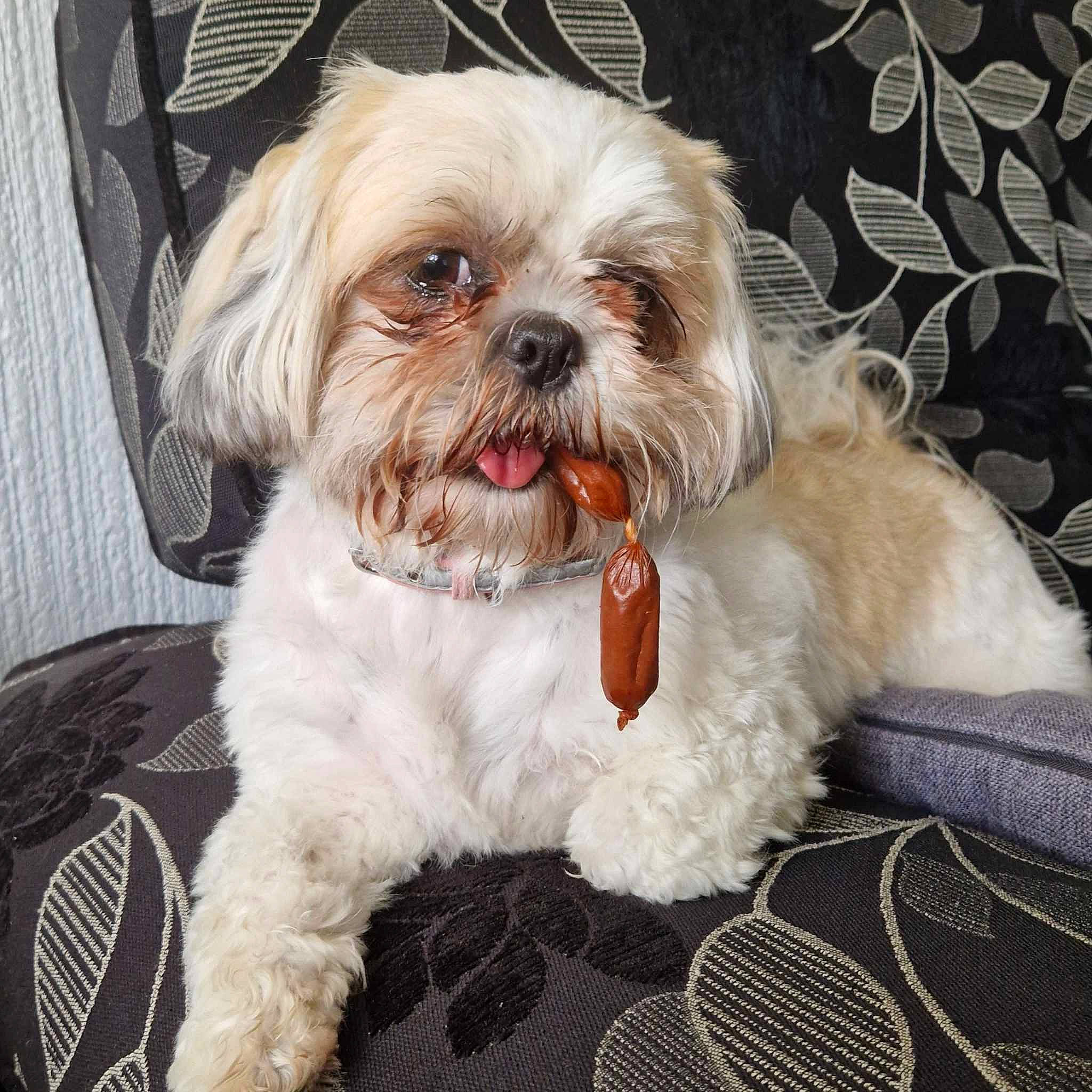 Lilly is registered to the contest to win money with this photo: canidae, carnivore, comfort, companion_dog, dog, dog_breed, dog_supply, fawn, fur, head, liver, mal_shi, shih_poo, shih_tzu, small_terrier, snout, sporting_group, terrier, toy_dog, working_animal