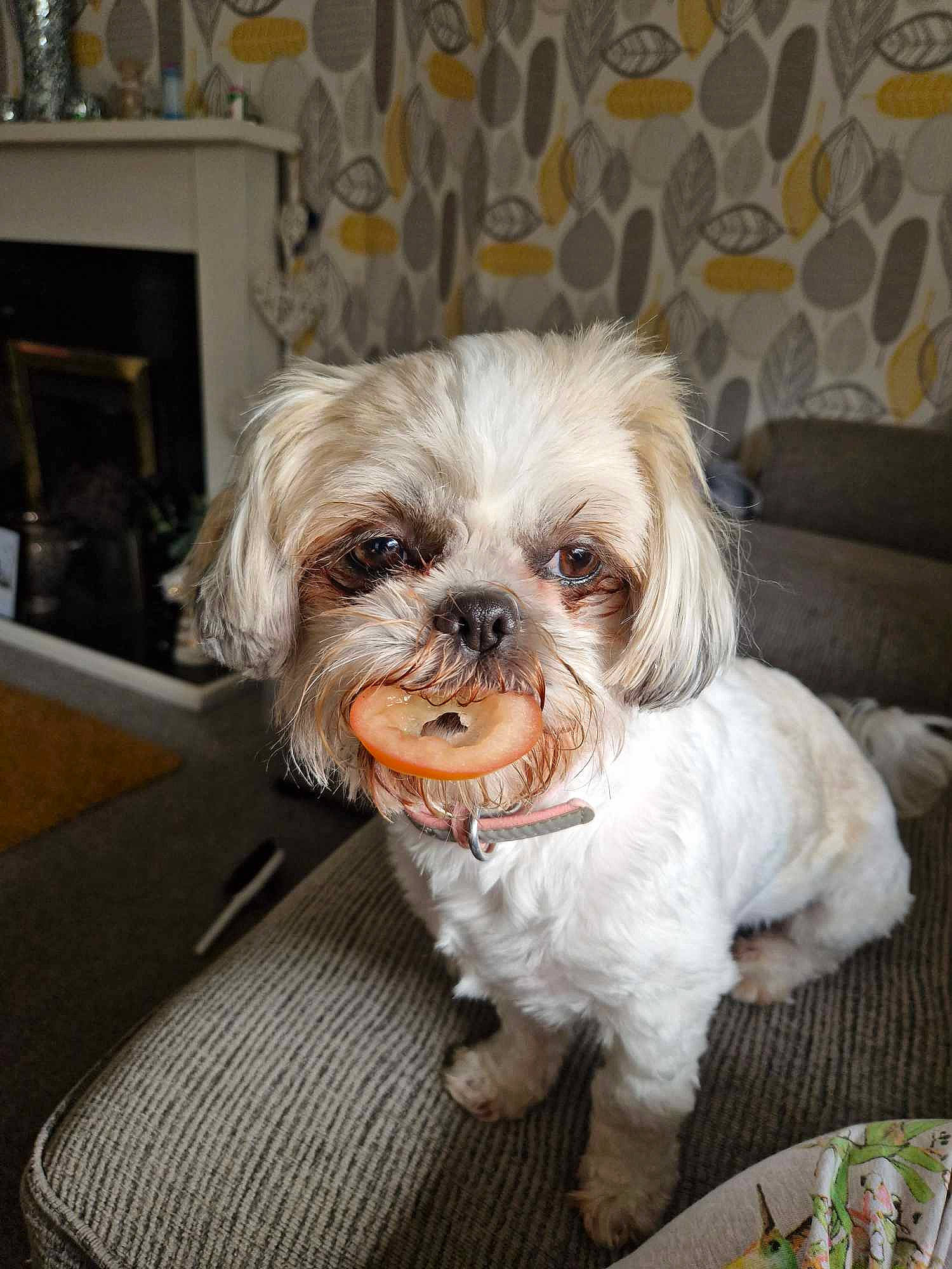 Lilly joined the competition — help win amazing prizes! canidae, carnivore, companion_dog, dog, dog_breed, dog_supply, fawn, fur, liver, mal_shi, maltepoo, picture_frame, shih_poo, shih_tzu, small_terrier, snout, sporting_group, terrier, toy_dog, working_animal