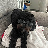 Nico joined the competition — help win amazing prizes! accessory, animal, black_dog, blanket, companion, couch, cozy, curly_hair, cute, dog, domestic_animal, fur, furniture, household, indoor, living_room, pet, relaxing, resting, sunglasses