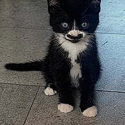 Tasha joined the competition — help win amazing prizes! kitten, cat, black_and_white, fur, paw, animal, pet, indoor, floor, cute, whiskers, small, sitting, eyes, face, adorable, young, feline, playful, mustache_marking