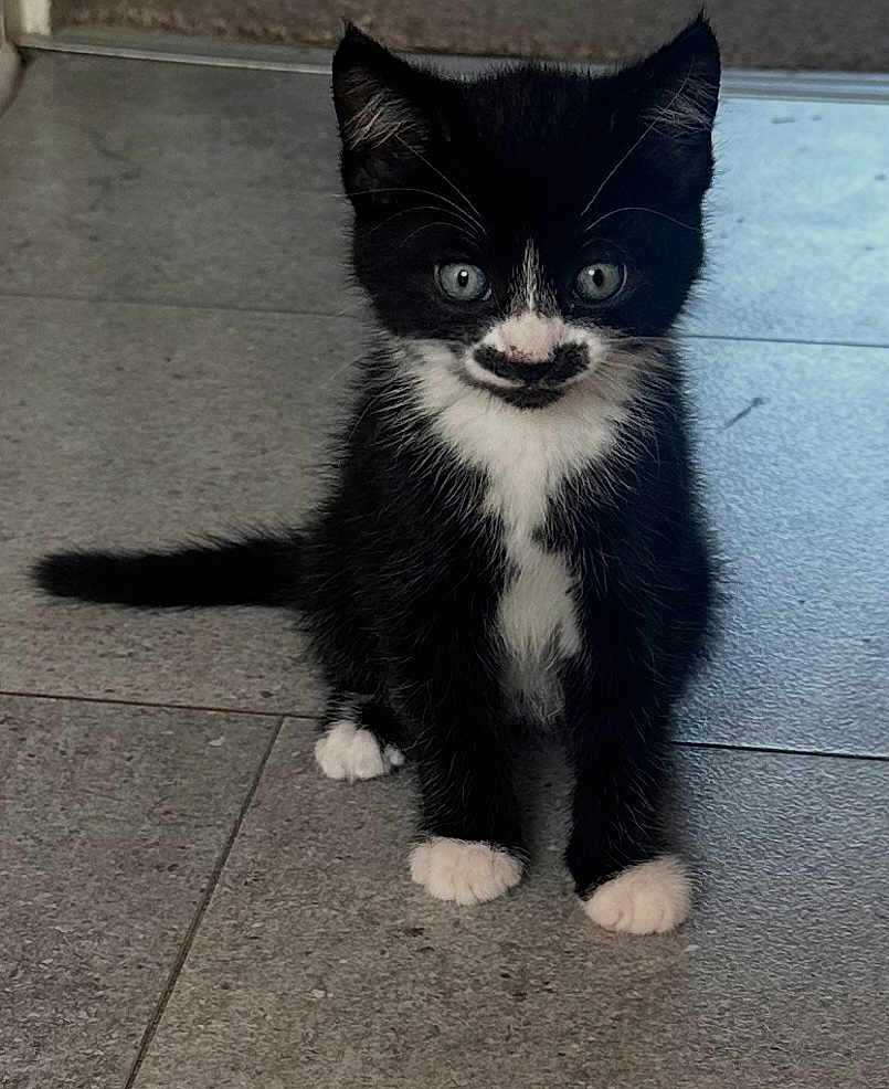 Tasha