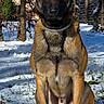 dog, shepherd, german_shepherd, malinois, animal, pet, sitting, outdoors, snow, winter, backyard, house, garden, fence, trees, portrait, fur, ears, collar, daylight