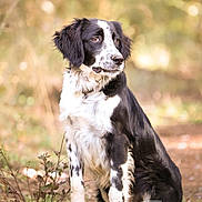 Meryl participe au concours pour gagner de l'argent avec cette photo : dog, black_and_white, sitting, outdoor, nature, forest, path, fur, animal, pet, canine, portrait, leaf, ground, eyes, ears, muzzle, whiskers, soft_light, bokeh