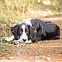 Meryl a rejoint le concours — aidez-le/la à gagner de superbes lots ! dog, black_and_white, lying_down, outdoor, dirt_path, grass, nature, canine, animal, fur, ears, eyes, portrait, looking, resting, quiet, ears_down, muzzle, expression, alone