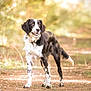 Meryl a rejoint le concours — aidez-le/la à gagner de superbes lots ! dog, black_and_white, outdoor, forest, path, nature, animal, pet, standing, fur, speckled, eyes, alert, sunlight, blurred_background, canine, mammal, walking_path, daytime, portrait
