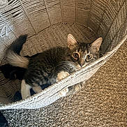 Skippy joined the competition — help win amazing prizes! cat, kitten, basket, carpet, indoor, pet, feline, whiskers, curious, playful, animal, cozy, paws, fur, cute, young, resting, home, texture, woven
