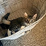 cat, kitten, basket, carpet, indoor, pet, feline, whiskers, curious, playful, animal, cozy, paws, fur, cute, young, resting, home, texture, woven