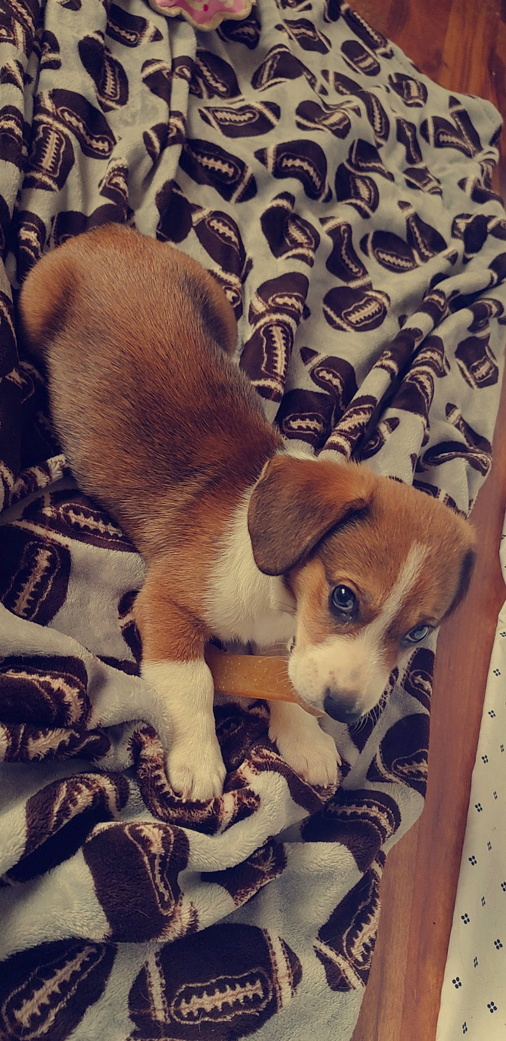 Xeno joined the competition — help win amazing prizes! beagle, beagle_harrier, carnivore, comfort, companion_dog, dog, dog_breed, fawn, finnish_hound, fur, hound, paw, pocket_beagle, puppy_love, scent_hound, sporting_group, tail, toy_dog, whiskers, working_animal