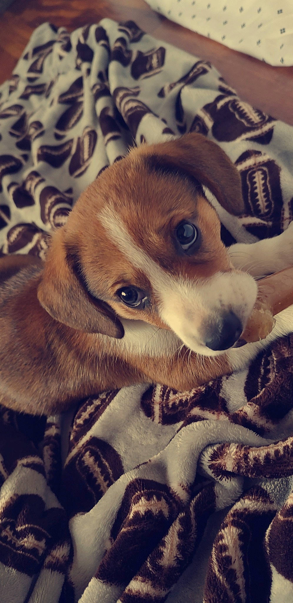 Xeno is registered to the contest to win money with this photo: beagle, canidae, carnivore, comfort, companion_dog, dog, dog_breed, eyewear, fawn, fur, happy, liver, paw, puppy_love, scent_hound, sporting_group, square, toy_dog, whiskers, working_animal