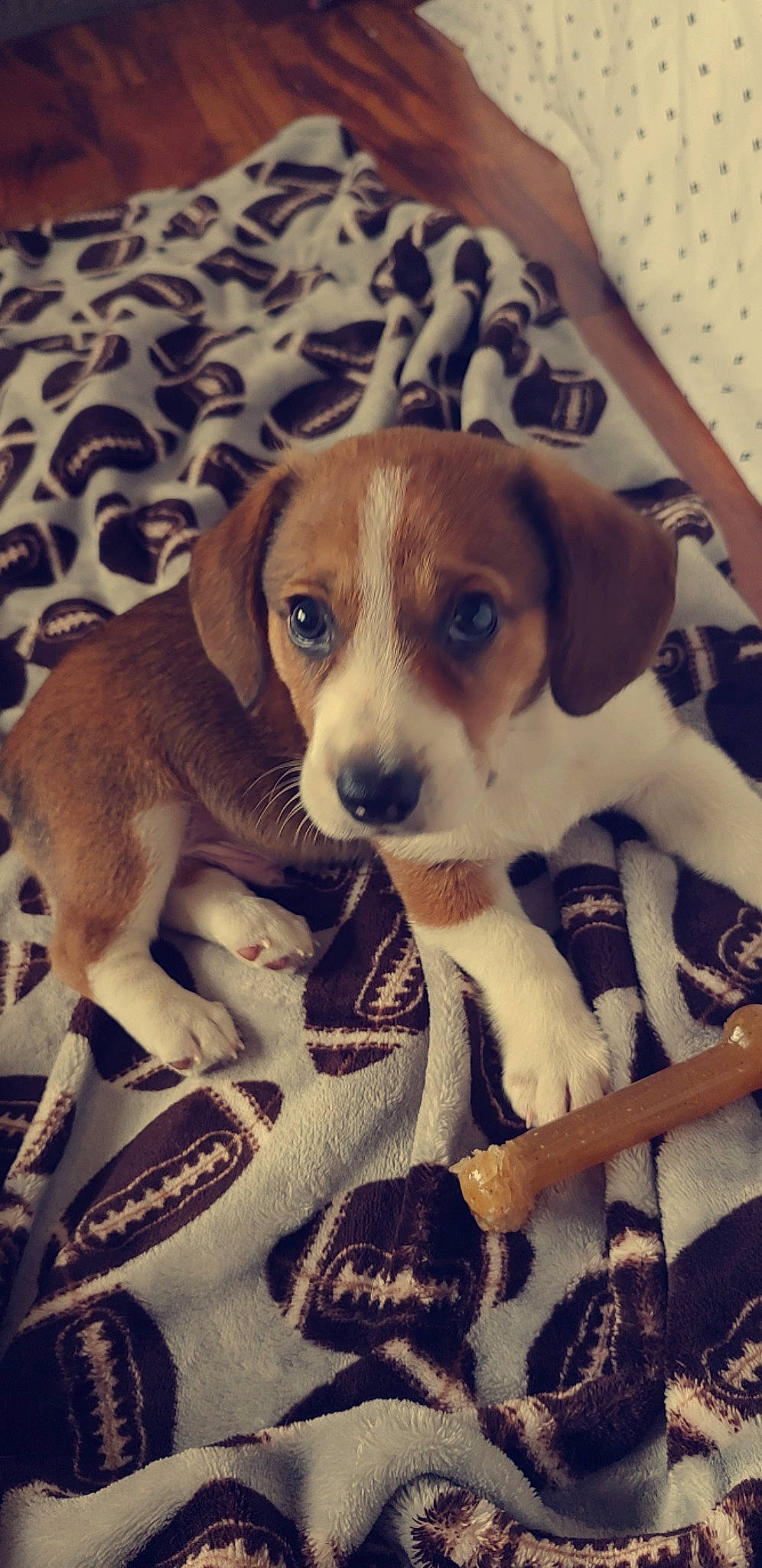 Xeno is registered to the contest to win money with this photo: beagle, canidae, carnivore, comfort, companion_dog, dog, dog_breed, fawn, hound, irishjacks, paw, photo_caption, scent_hound, snout, sporting_group, square, working_animal