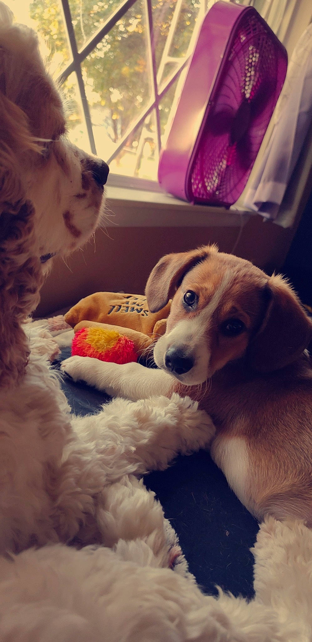 Xeno joined the competition — help win amazing prizes! canidae, carnivore, comfort, companion_dog, dog, dog_breed, ear, eyewear, fawn, fur, happy, love, mammal, selfie, snout, sporting_group, toy, toy_dog, vertebrate, whiskers