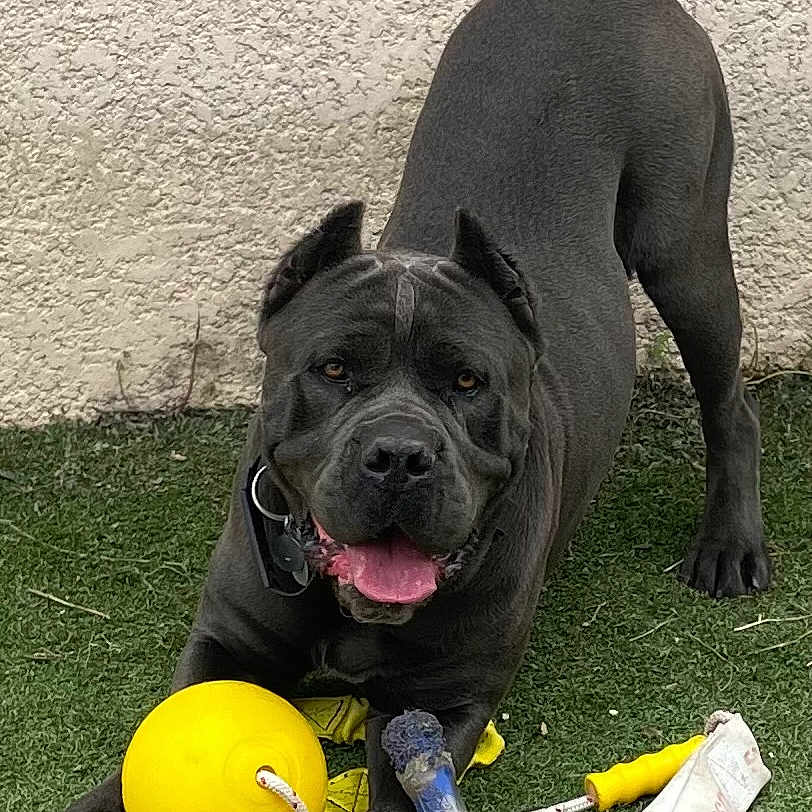 Segador participe au concours pour gagner de l'argent avec cette photo : animal, blue_bone_toy, canine, chew_toy, collar, dog, fence, friendly, grass, gray_dog, happy, outdoor, paw, pet, playful, playtime, texture_wall, tongue_out, toys, yellow_ball