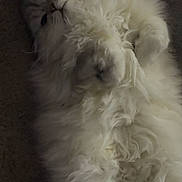 Eli joined the competition — help win amazing prizes! cat, fluffy, white, pet, animal, carpet, relaxed, paws, fur, cute, indoor, laying, mammal, whiskers, tail, sleepy, domestic, feline, cozy, resting