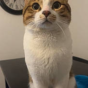 Tokyo participe au concours pour gagner de l'argent avec cette photo : cat, tabby, white_fur, sitting, table, indoor, clock, curious, pet, whiskers, ears, tail, fur, domestic_animal, looking_up, close_up, feline, household, animal, cute
