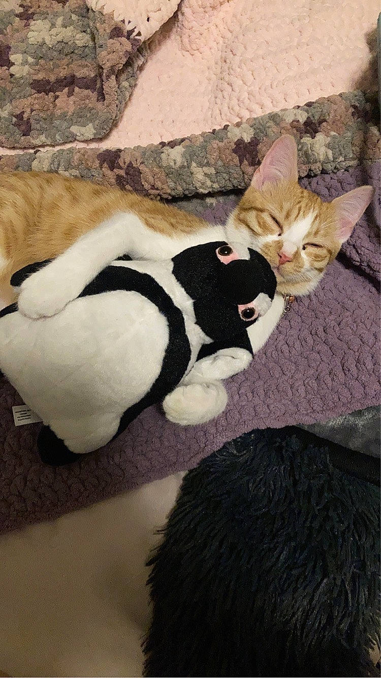 Cream joined the competition — help win amazing prizes! canidae, carnivore, cat, comfort, companion_dog, dog_breed, fawn, felidae, fur, linens, paw, small_to_medium_sized_cats, snout, stuffed_toy, sunglasses, tail, terrestrial_animal, textile, toy, whiskers