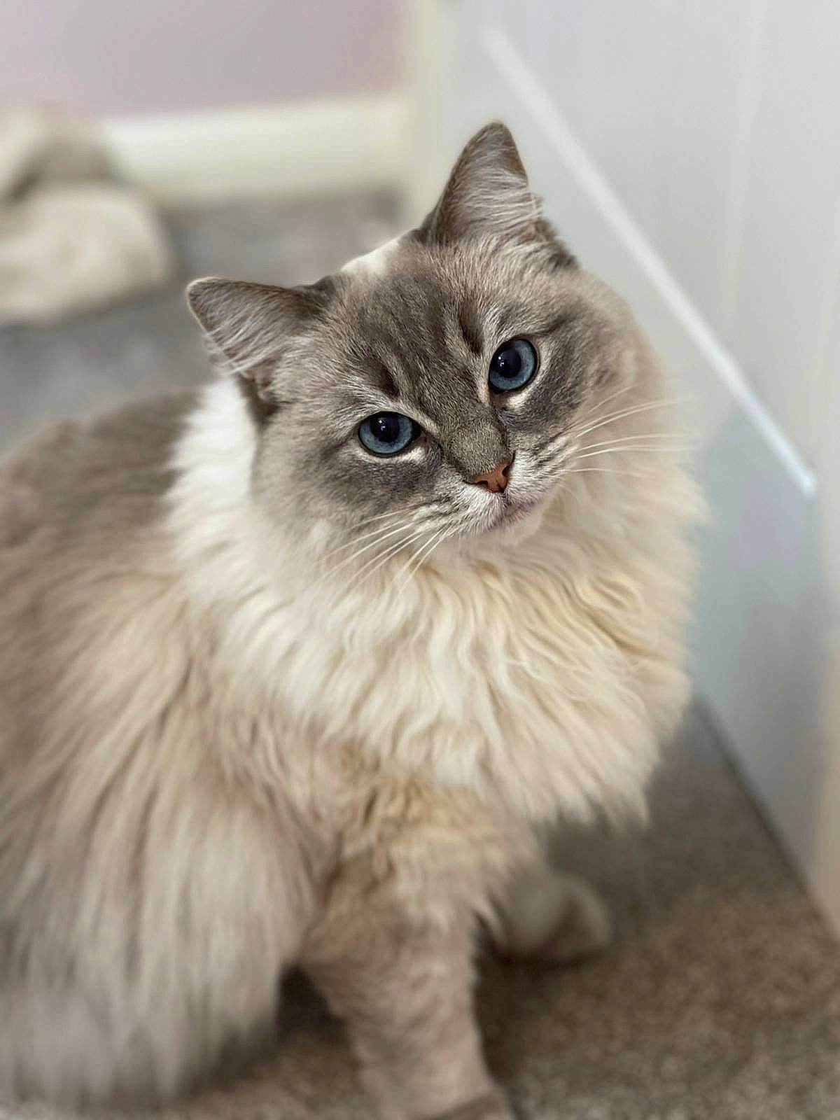 Layla joined the competition — help win amazing prizes! british_longhair, carnivore, cat, felidae, fur, maine_coon, persian, sitting, small_to_medium_sized_cats, snout, terrestrial_animal, whiskers