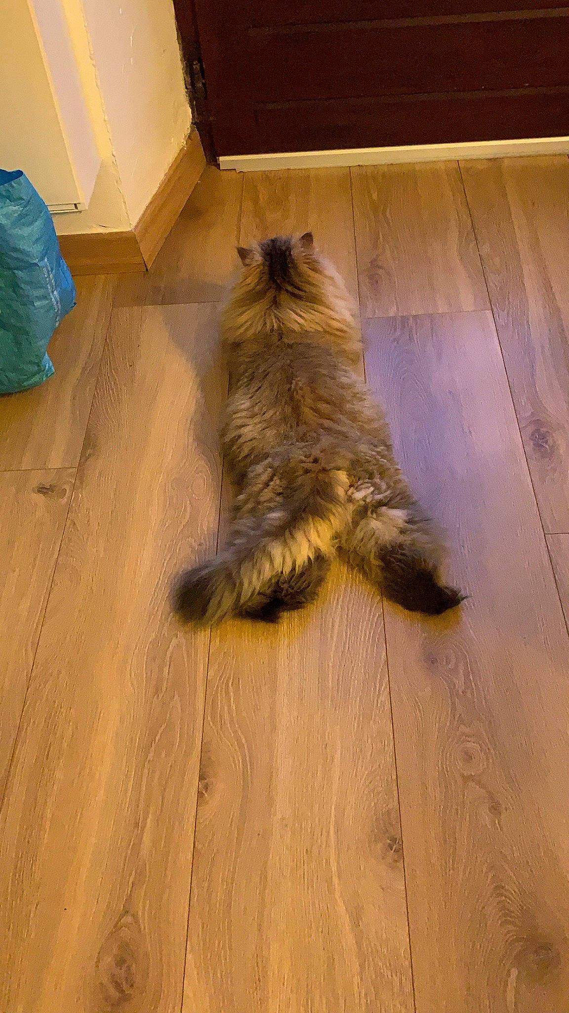 Cannelle participe au concours pour gagner de l'argent avec cette photo : carnivore, cat, dog_breed, door, fawn, felidae, floor, flooring, fur, hardwood, laminate_flooring, plank, plywood, small_to_medium_sized_cats, tail, varnish, whiskers, wood, wood_flooring, wood_stain