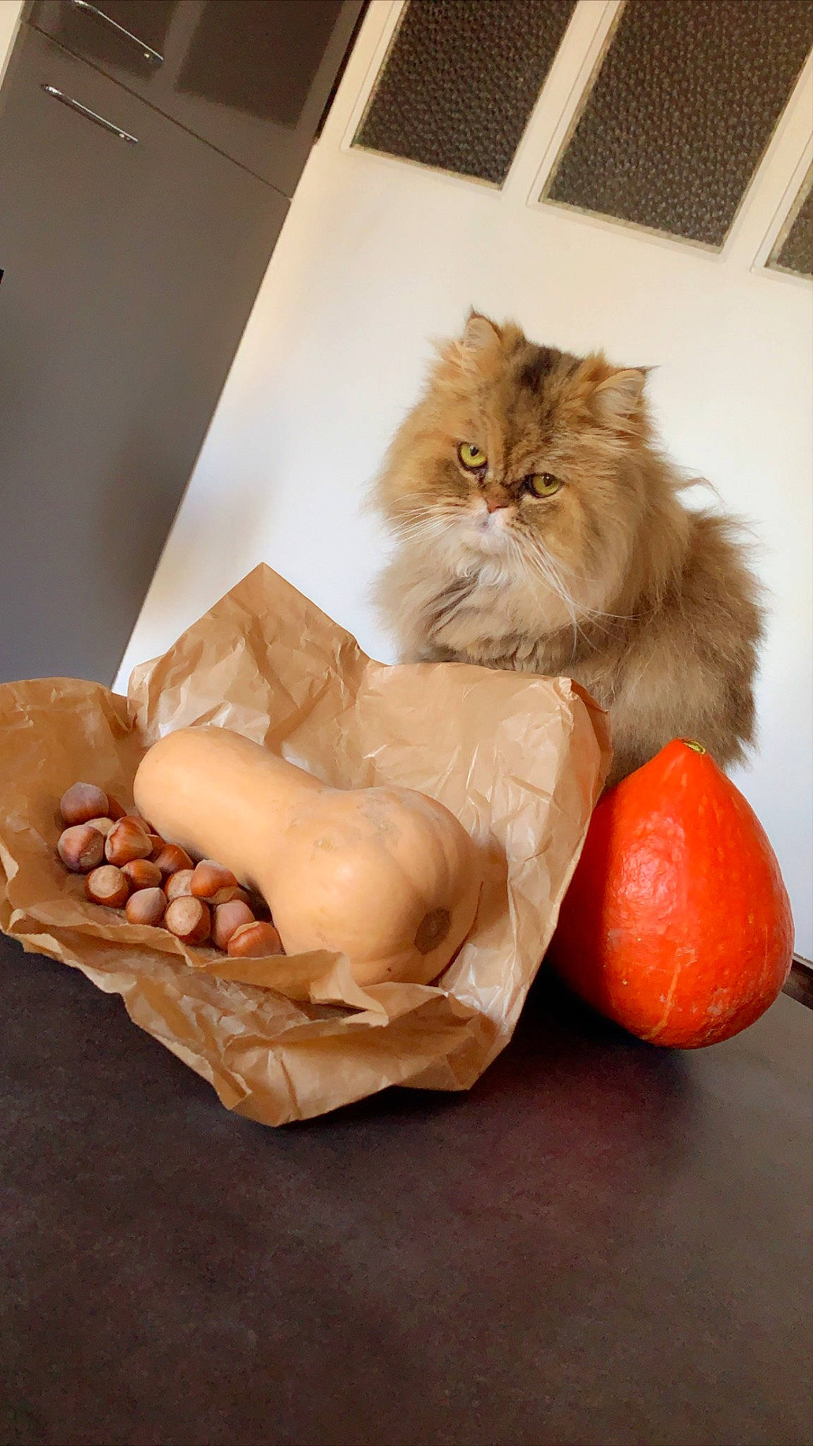 Cannelle a rejoint le concours — aidez-le/la à gagner de superbes lots ! box, carnivore, cat, citrus, comfort, companion_dog, fawn, felidae, flooring, fruit, fur, hardwood, packing_materials, peach, persian, room, small_to_medium_sized_cats, still_life_photography, whiskers, wood