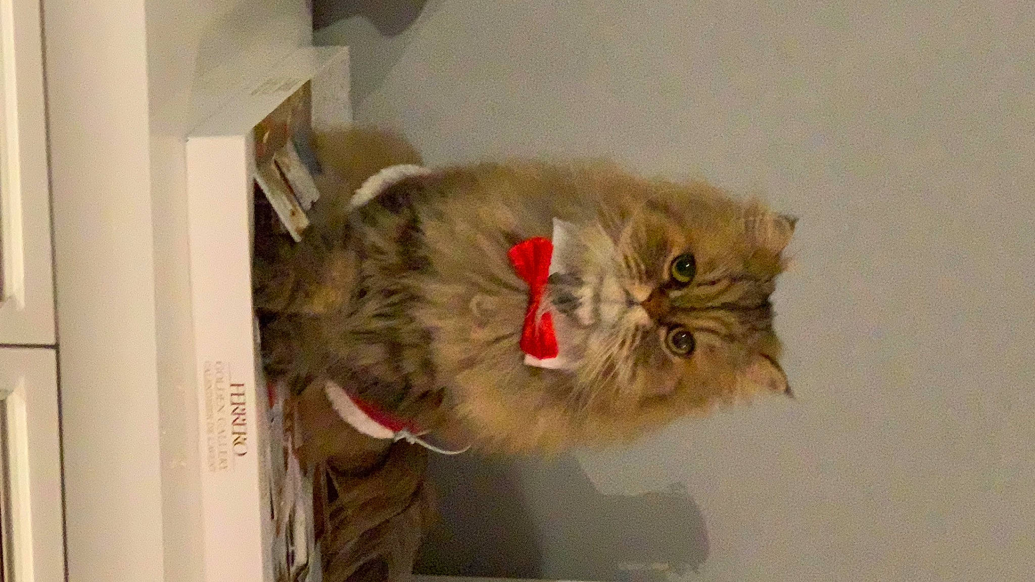 Cannelle participe au concours pour gagner de l'argent avec cette photo : british_longhair, carnivore, cat, domestic_short_haired_cat, fawn, felidae, fur, small_to_medium_sized_cats, snout, whiskers