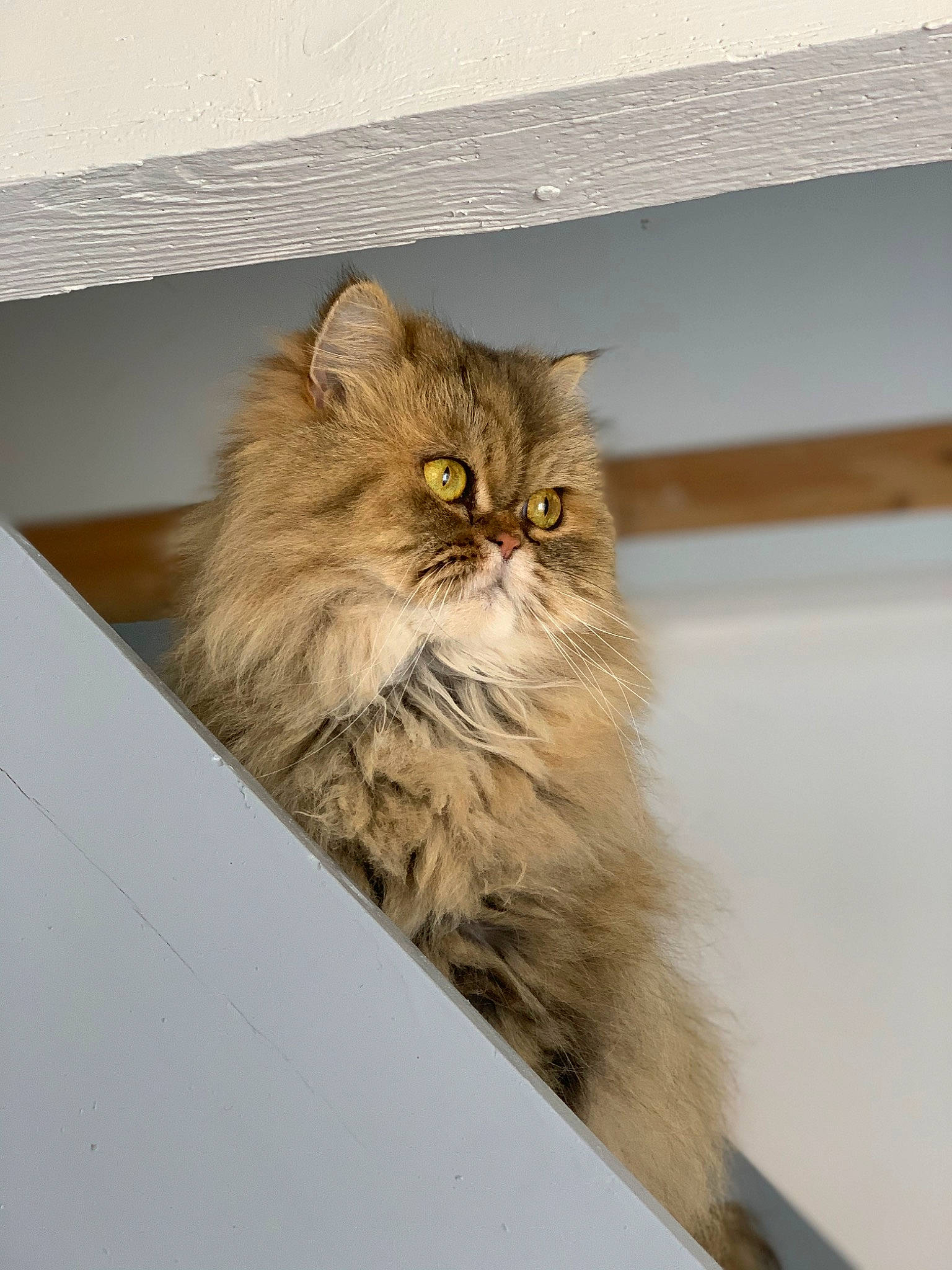 Cannelle participe au concours pour gagner de l'argent avec cette photo : box, british_longhair, carnivore, cat, domestic_short_haired_cat, fawn, felidae, fur, maine_coon, persian, plant, small_to_medium_sized_cats, snout, terrestrial_animal, whiskers, wood