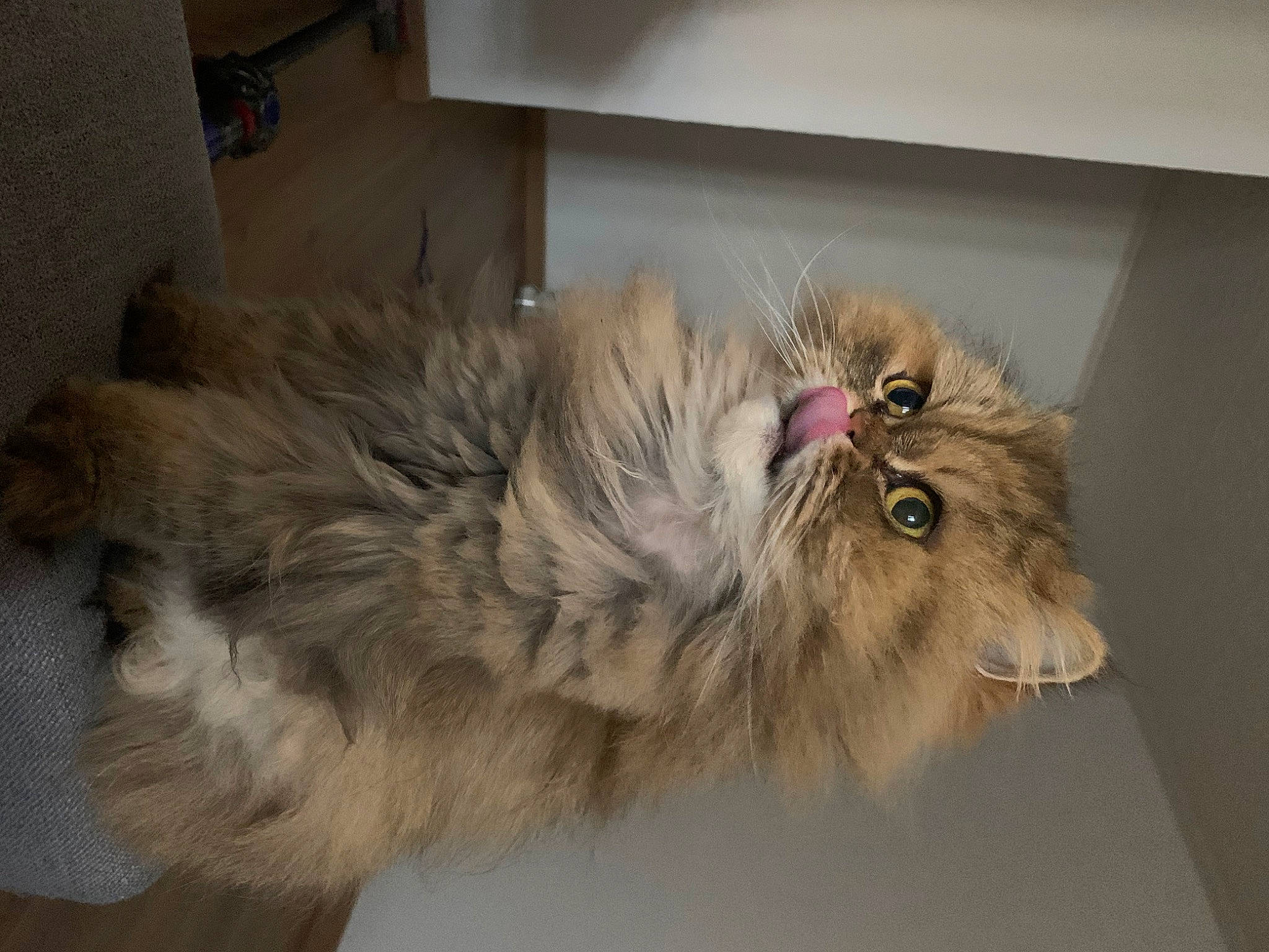 Cannelle a rejoint le concours — aidez-le/la à gagner de superbes lots ! beak, bird, british_longhair, cat, claw, feather, felidae, fur, liver, poultry, small_to_medium_sized_cats, tail, terrestrial_animal, whiskers