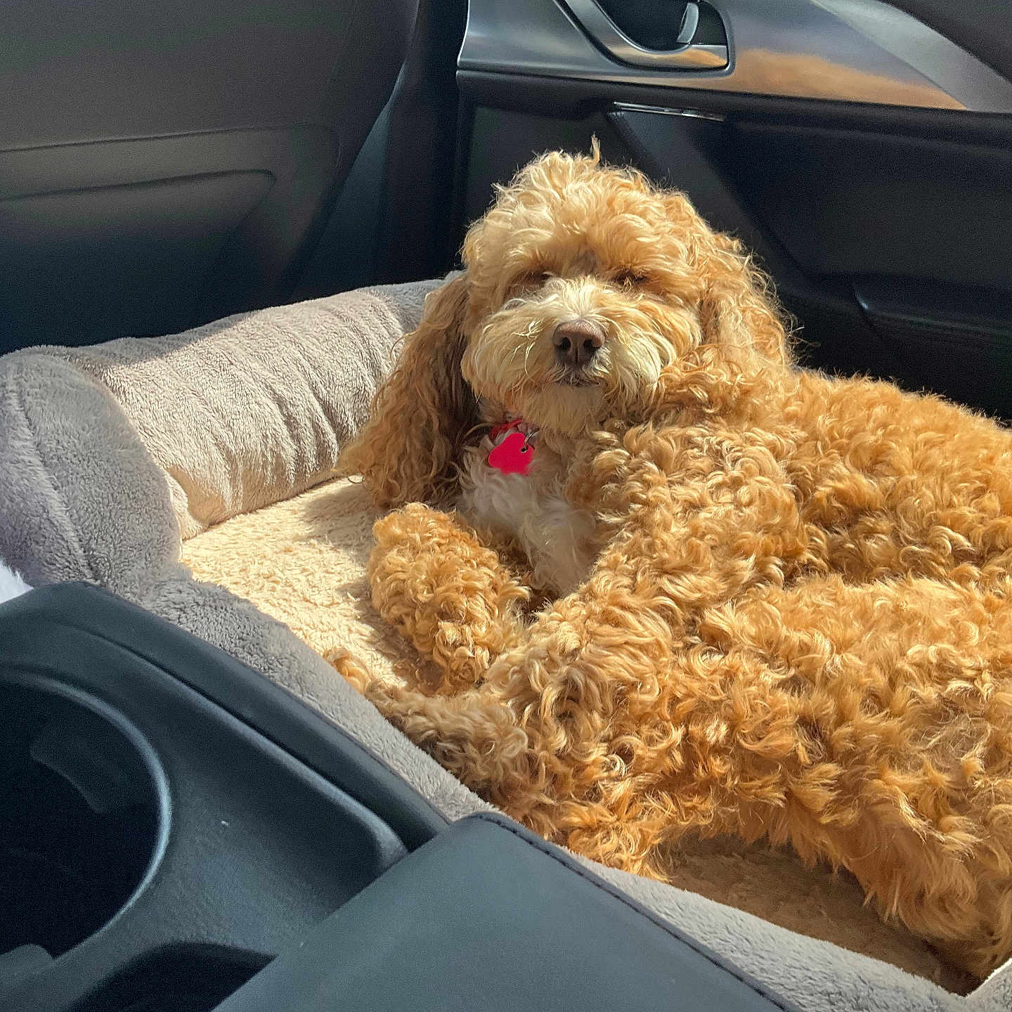Rosie joined the competition — help win amazing prizes! accessories, airedale, animal, belt, canine, car, car_interior, carseat, couch, cushion, dog, furniture, homedecor, person, pet, poodle, puppy, terrier, transportation, vehicle