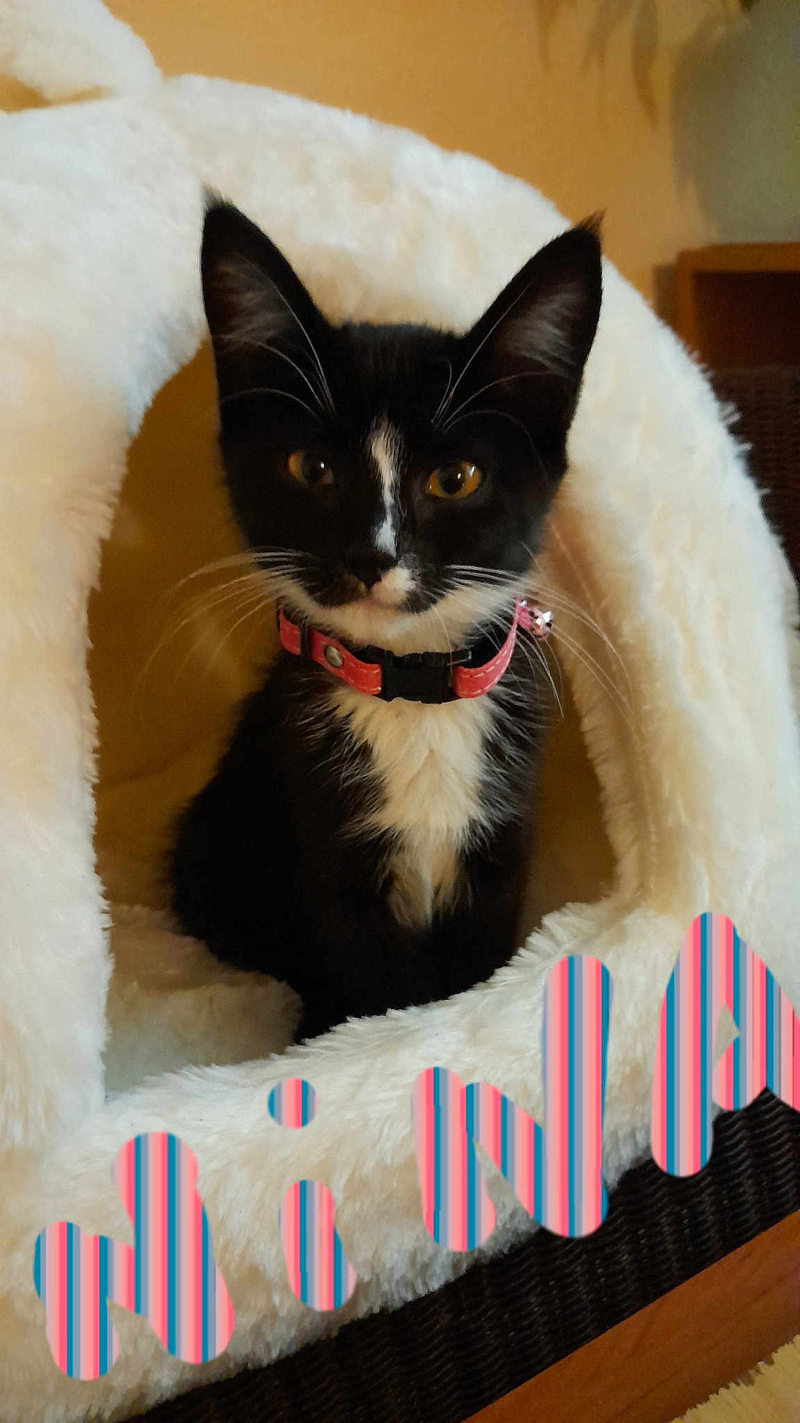 Nina