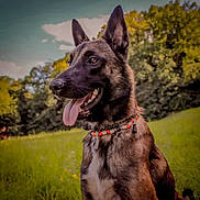 Rafale a rejoint le concours — aidez-le/la à gagner de superbes lots ! animal, beaded_collar, canine, collar, daylight, dog, ears_up, field, german_shepherd, grass, greenery, happy, mammal, nature, outdoor, pet, portrait, sunny, tongue_out, trees