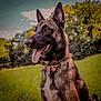 animal, beaded_collar, canine, collar, daylight, dog, ears_up, field, german_shepherd, grass, greenery, happy, mammal, nature, outdoor, pet, portrait, sunny, tongue_out, trees