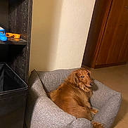 Bill a rejoint le concours — aidez-le/la à gagner de superbes lots ! animal, brown_dog, cabinet, canine, cozy, dog, domestic, floor, fur, furniture, home, household, indoor, looking_back, pet_bed, relaxed, resting, room, shelf, tail