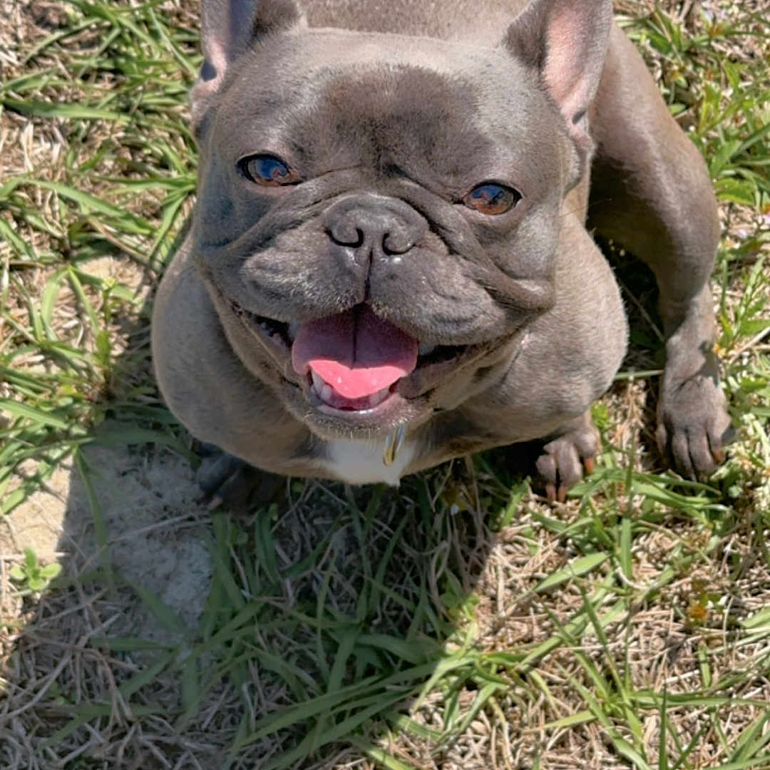 Bella joined the competition — help win amazing prizes! animal, bodypart, bostonbull, boxer, bulldog, canine, dog, frenchbulldog, grass, mouth, person, pet, pitbull, plant, puppy, soil, whitedog
