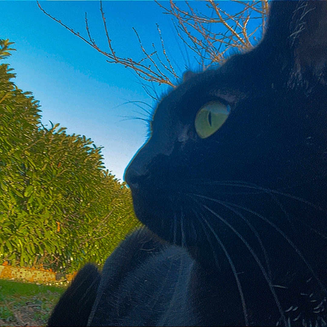Sandji participe au concours pour gagner de l'argent avec cette photo : animal, blackcat, cat, face, grass, head, manx, person, pet, plant, tree, vegetation