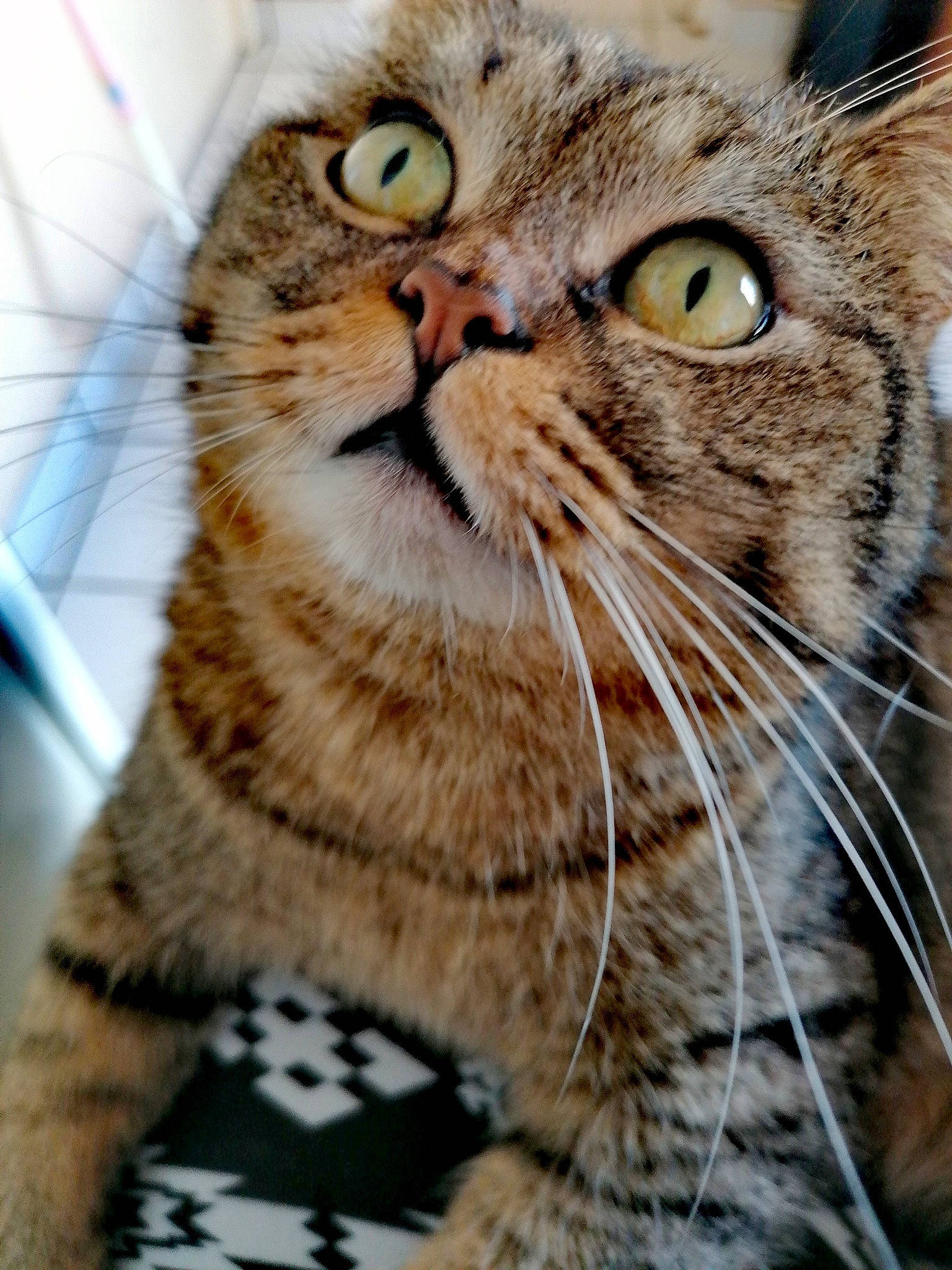 Bounty participe au concours pour gagner de l'argent avec cette photo : american_shorthair, american_wirehair, asian, british_semi_longhair, carnivore, cat, close_up, domestic_short_haired_cat, dragon_li, european_shorthair, felidae, kitten, mammal, nose, pixie_bob, small_to_medium_sized_cats, snout, tabby_cat, vertebrate, whiskers