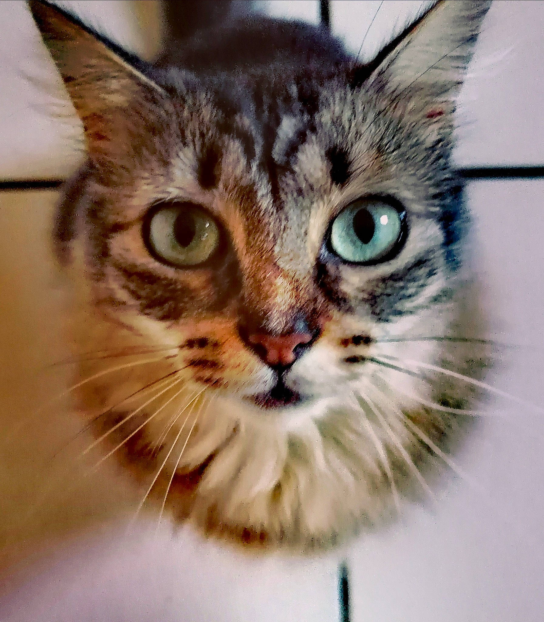 Monster a rejoint le concours — aidez-le/la à gagner de superbes lots ! aegean_cat, american_shorthair, american_wirehair, asian, carnivore, cat, domestic_short_haired_cat, dragon_li, european_shorthair, eye, felidae, kitten, mammal, pixie_bob, siberian, small_to_medium_sized_cats, snout, tabby_cat, vertebrate, whiskers