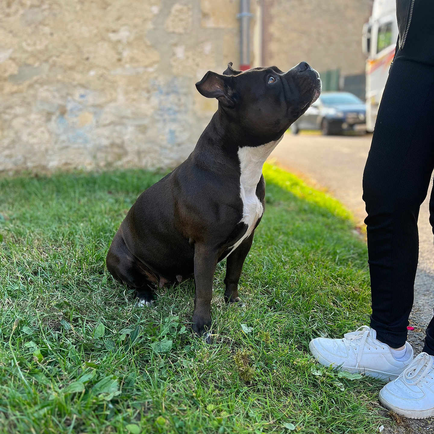 Lexa a rejoint le concours — aidez-le/la à gagner de superbes lots ! animal, attention, black_dog, building, car, casual, daylight, dog, grass, looking_up, mammal, outdoor, parked_vehicle, person, pet, shoes, sidewalk, sneakers, stone_wall, white_markings