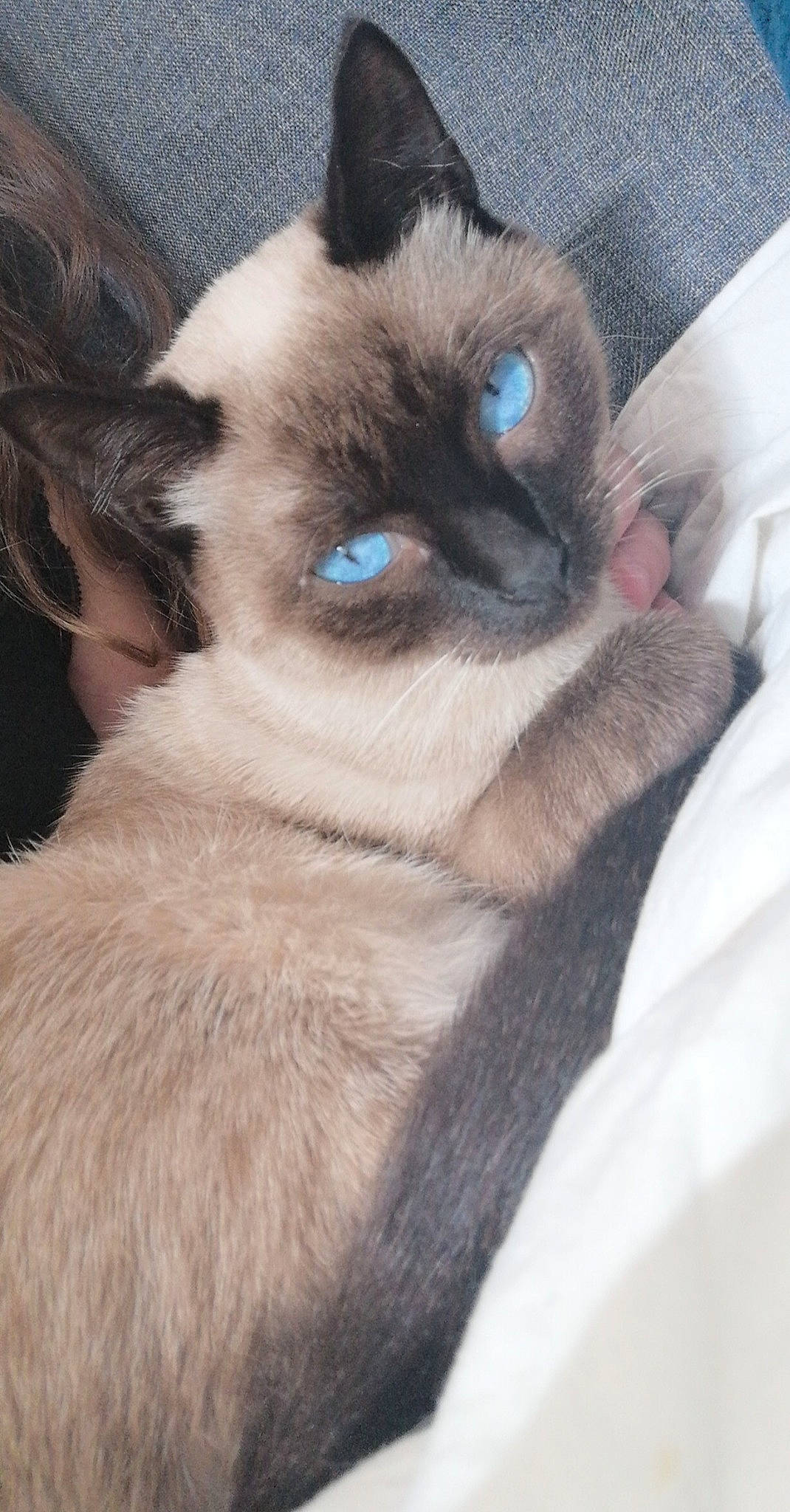 Iris a rejoint le concours — aidez-le/la à gagner de superbes lots ! balinese, birman, burmese, carnivore, cat, eye, felidae, himalayan, javanese, mammal, ojos_azules, ragdoll, siamese, small_to_medium_sized_cats, snout, snowshoe, thai, tonkinese, vertebrate, whiskers