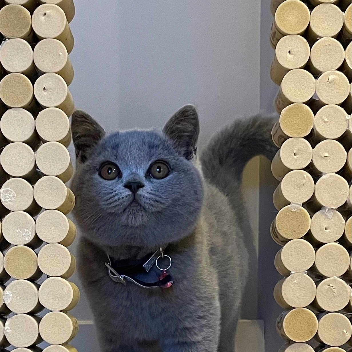 Sally participe au concours pour gagner de l'argent avec cette photo : accessories, aluminium, angora, animal, art, cat, collage, cork, egyptiancat, hole, indoors, interiordesign, jewelry, kitten, manx, necklace, pet, photography, sphere, wood
