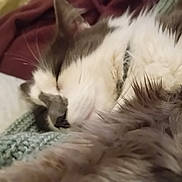 Ramses participe au concours pour gagner de l'argent avec cette photo : animal, cat, close_up, comfort, cozy, cute, domestic_cat, fluffy, fur, indoor, knitted_blanket, nap, peaceful, pet, relaxation, resting, sleeping, soft_texture, warm, whiskers
