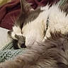 animal, cat, close_up, comfort, cozy, cute, domestic_cat, fluffy, fur, indoor, knitted_blanket, nap, peaceful, pet, relaxation, resting, sleeping, soft_texture, warm, whiskers