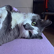 Ramses participe au concours pour gagner de l'argent avec cette photo : cat, gray_and_white, green_eyes, lying_down, indoor, furniture, television, purple_surface, cozy, pet, domestic_cat, relaxed, curious, whiskers, close_up, household, blurred_background, soft_texture, resting, animal