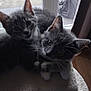 animal, cat, cat_tree, companions, cuddling, curious, cute, domestic, ears, fur, gray_tabby, indoor, kitten, mammal, pet, playful, soft, whiskers, window, young