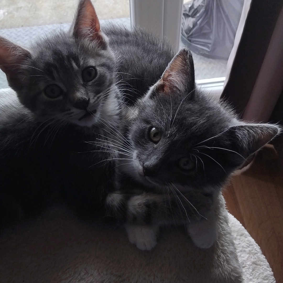 Kiki Et Coco a rejoint le concours — aidez-le/la à gagner de superbes lots ! animal, cat, cat_tree, companions, cuddling, curious, cute, domestic, ears, fur, gray_tabby, indoor, kitten, mammal, pet, playful, soft, whiskers, window, young