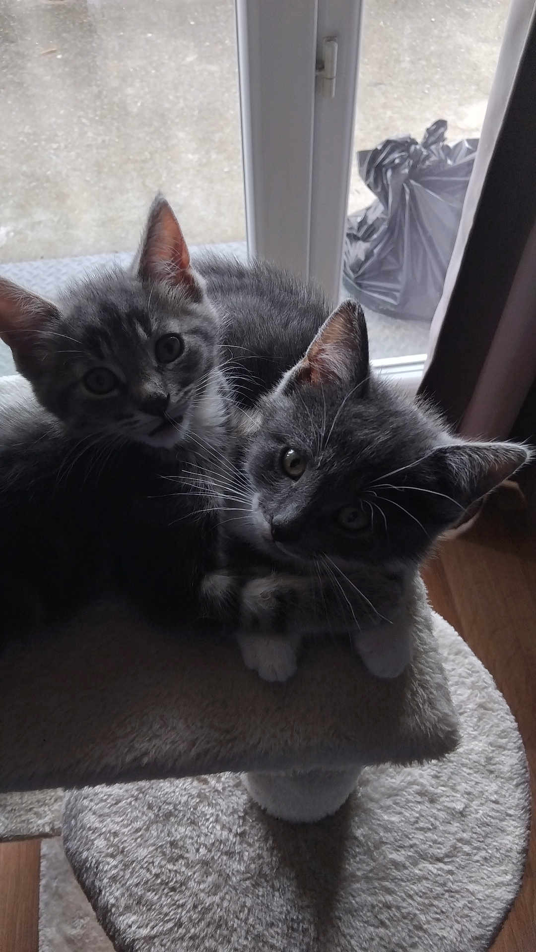 Kiki Et Coco a rejoint le concours — aidez-le/la à gagner de superbes lots ! animal, cat, cat_tree, companions, cuddling, curious, cute, domestic, ears, fur, gray_tabby, indoor, kitten, mammal, pet, playful, soft, whiskers, window, young