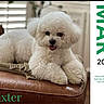 animal, baxter, blinds, calendar, curly_fur, cute, dog, fluffy, furniture, green_text, home, indoors, leather_ottoman, lying_down, pet, portrait, sitting, small_dog, white_dog, window