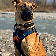 Ryder participe au concours pour gagner de l'argent avec cette photo : accessories, animal, boxer, bulldog, canine, clothing, collar, dog, germanshepherd, harness, hound, labradorretriever, leash, lifejacket, pebble, pet, policedog, puppy, strap, vest