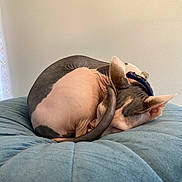 Oliver is registered to the contest to win money with this photo: cat, hairless_cat, sphynx, curled_up, sleeping, pet, indoor, collar, blue_cushion, cozy, resting, animal, feline, wrinkled_skin, ears, tail, close_up, soft_texture, domestic_animal, quiet