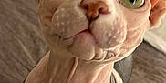 Oliver is registered to the contest to win money with this photo: sphynx_cat, cat, close_up, pet, indoor, curious, wrinkled_skin, green_eyes, animal, feline, bed, pillows, looking_up, hairless, domestic_cat, portrait, cute, whiskers, ears, nose