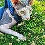 Oliver joined the competition — help win amazing prizes! sphynx_cat, cat, hairless_cat, animal, pet, grass, clover, flowers, outdoor, nature, greenery, closeup, harness, sunlight, wrinkles, curious, eyes, mammal, paw, resting